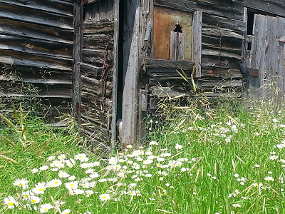 Barn and daisies