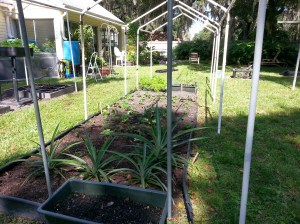 strawberry pineapple patch
