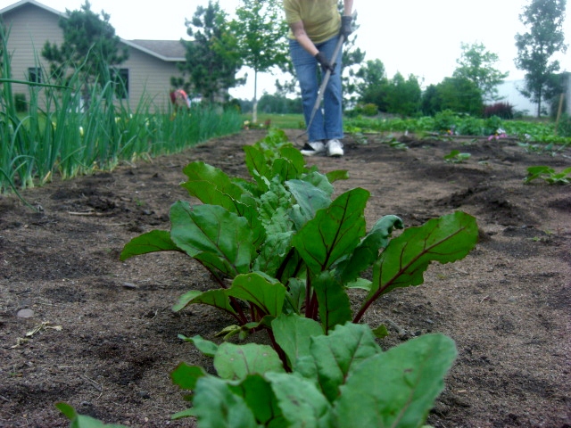 Grandma in her Garden