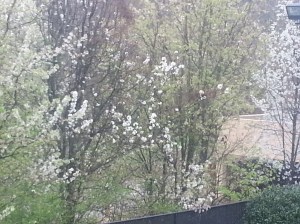 this also is not snow