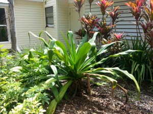 a huge plant finds its favorite spot