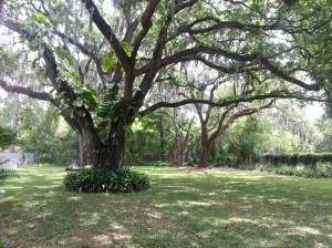 one of many leafy villains