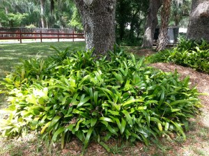 Bromeliads move from here...