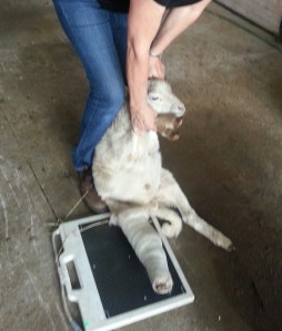 how to hold a sheep getting it's leg x-rayed