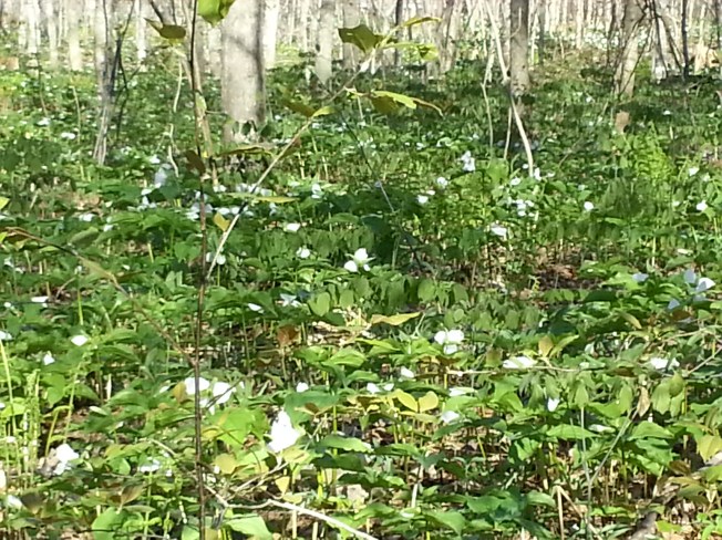 trilliums
