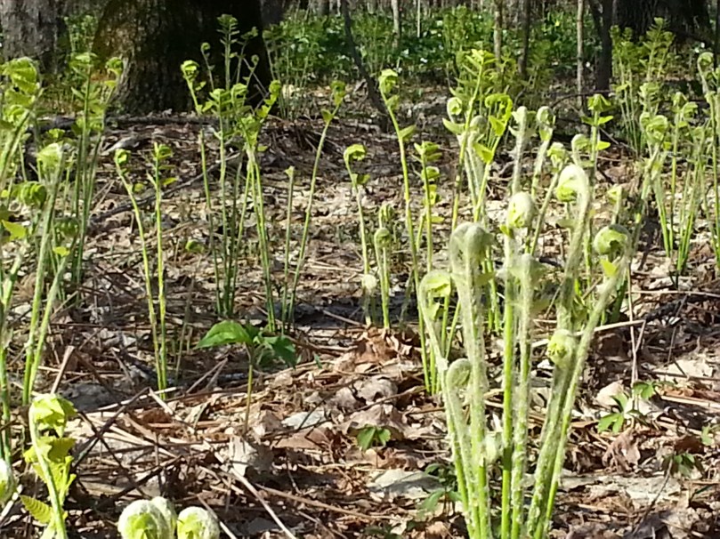 fiddleheads