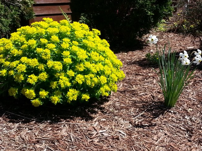 flowers seem more exciting and glorious after 6 months of winter