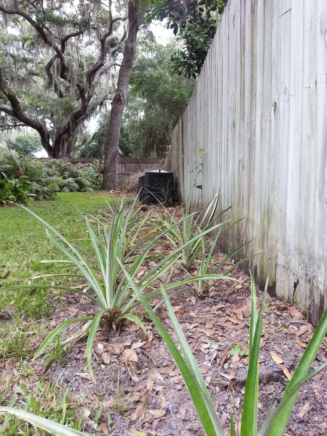 Pineapples are about the only thing growing now that we can eat.
