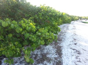 the path follows the beach at low tide