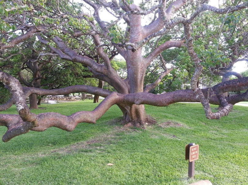 and the gumbo limbo tree