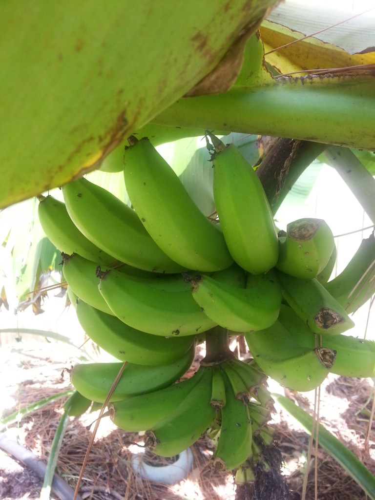 Proof that there were bananas in my yard. 