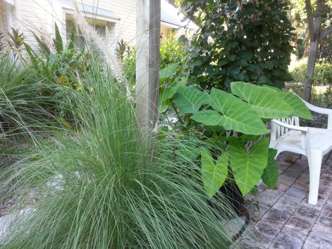 because they are green, my favorite color