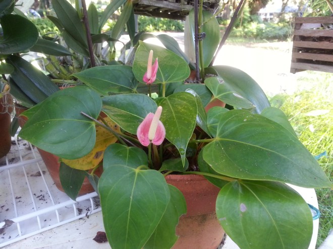 because they are  constantly being amazing