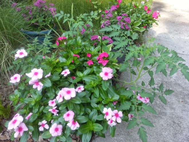 because they volunteer on their own (from whence come you tomato?)