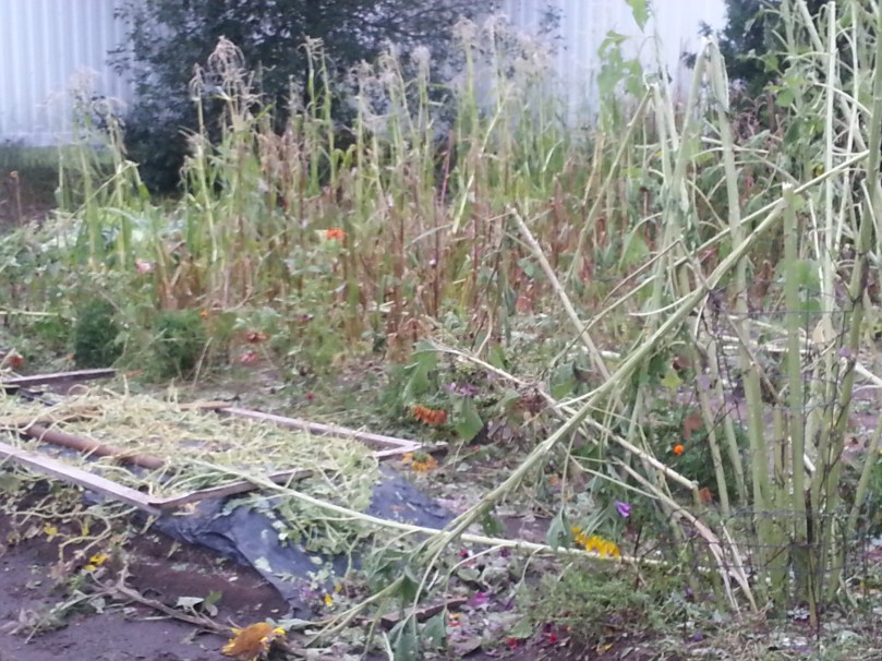 The garden I helped plant last May.  I got to help tear it down after the storm.