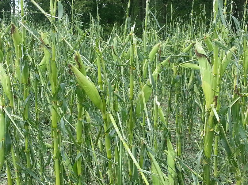 What's left of the corn
