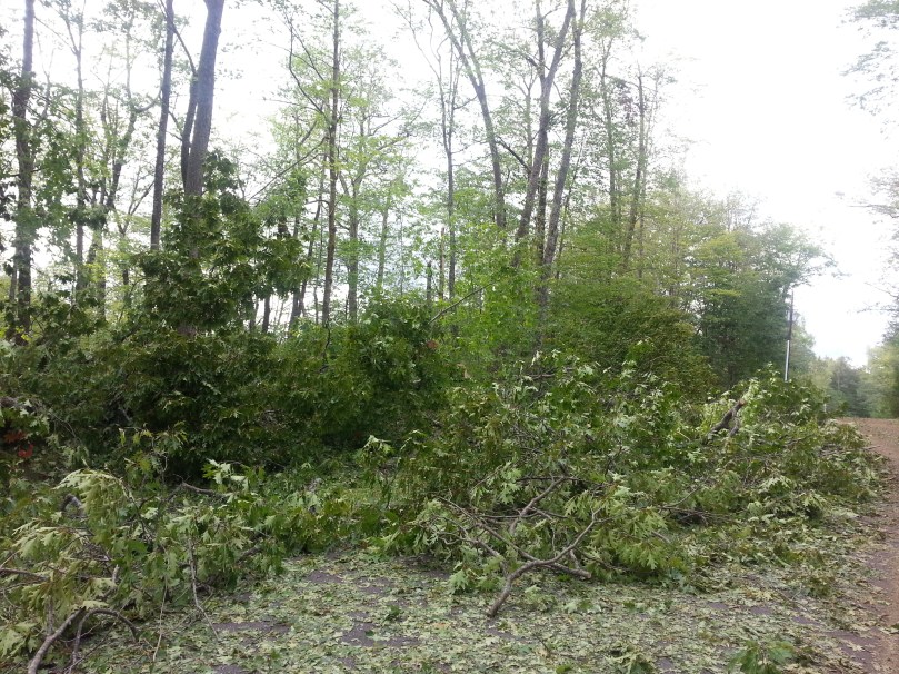 Trees nearly bared by hail