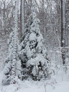 Snow on trees