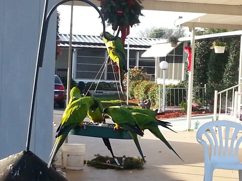 Black hooded parakeets having breakfast.
