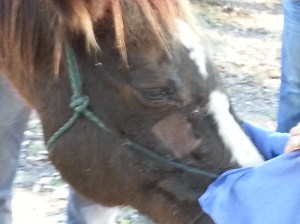 See the little square over the sinus area where the hair has been shaved.