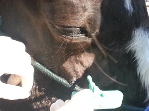 looks brutal but it works (I've seen just about the same procedure done to humans)