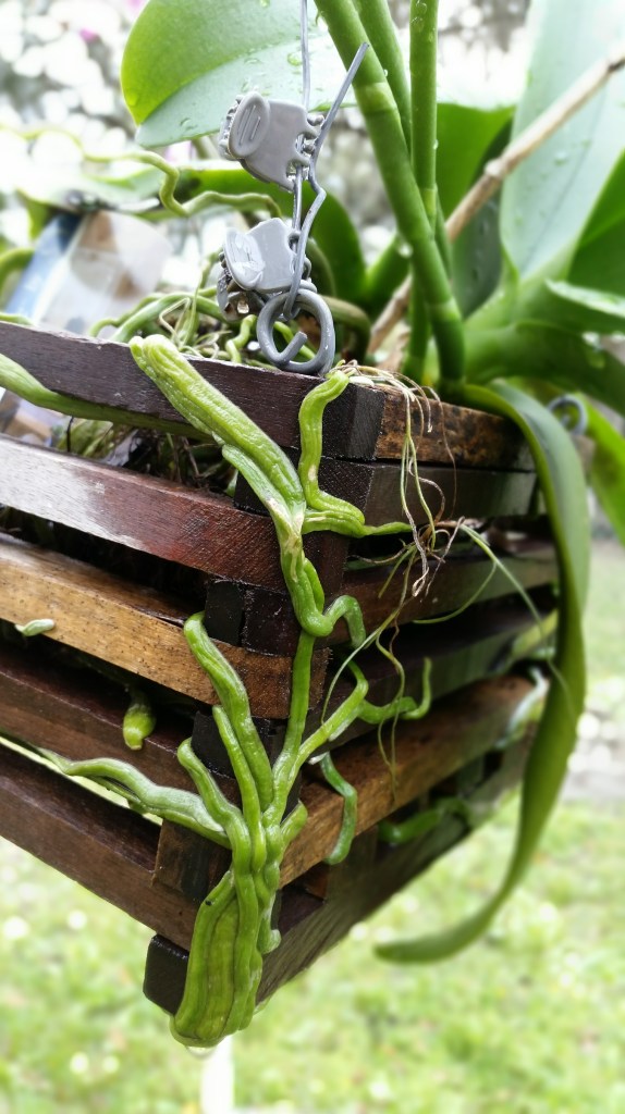 Their thick healthy roots really anchor them