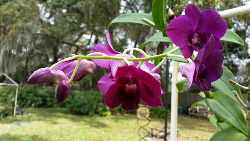 these deep purple ones are some of my favorites