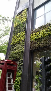The street front wall of greenery at Digby's.  Awesome place. Eat there.