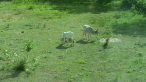 The view out our second story window...
