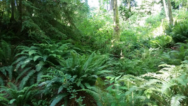 Beautiful greenness everywhereee