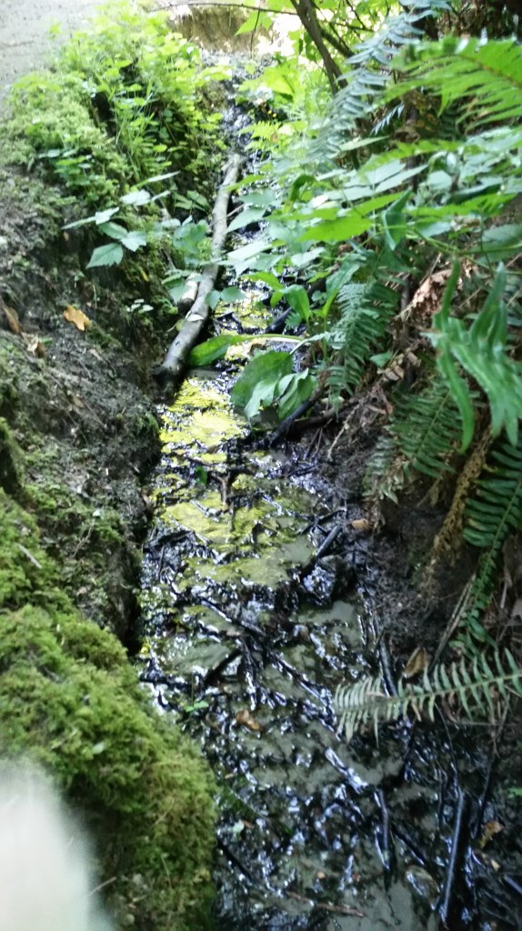 The ground is usually damp with seepage from the many springs and books.