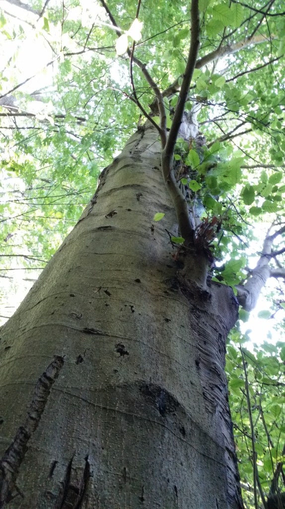 Towering is a word that comes to mind often