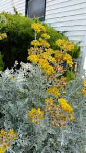 I had to put this pic in - although I know this plant (Dusty Miller) I have never seen it flower before.  Who knew? Must be the salt air...