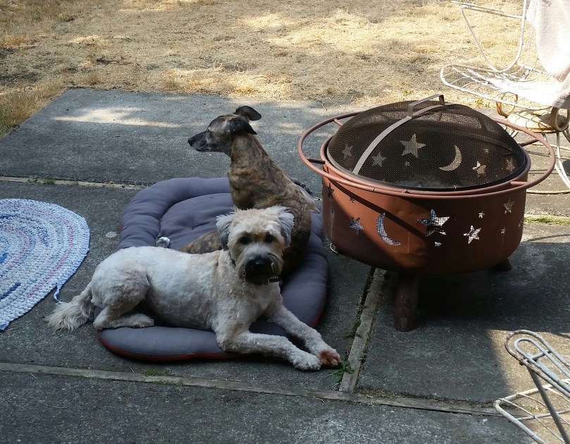 And being cute outside with the other family dog (he just can't help it)