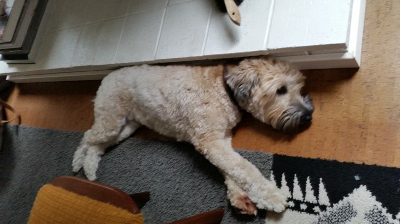 I could lie down on the floor just like this, right now. 