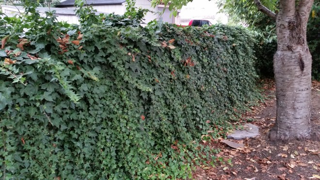 Um, where is the fence?