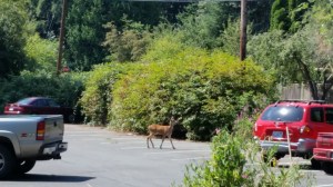 Lot on Vashon where you can park your car... or your deer. 