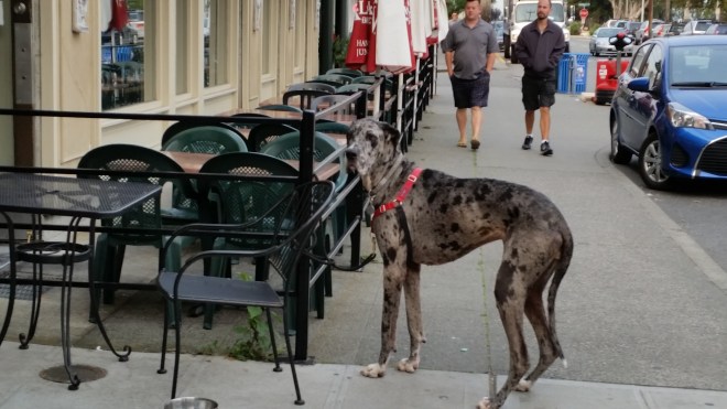 Seattle dogs go for coffee