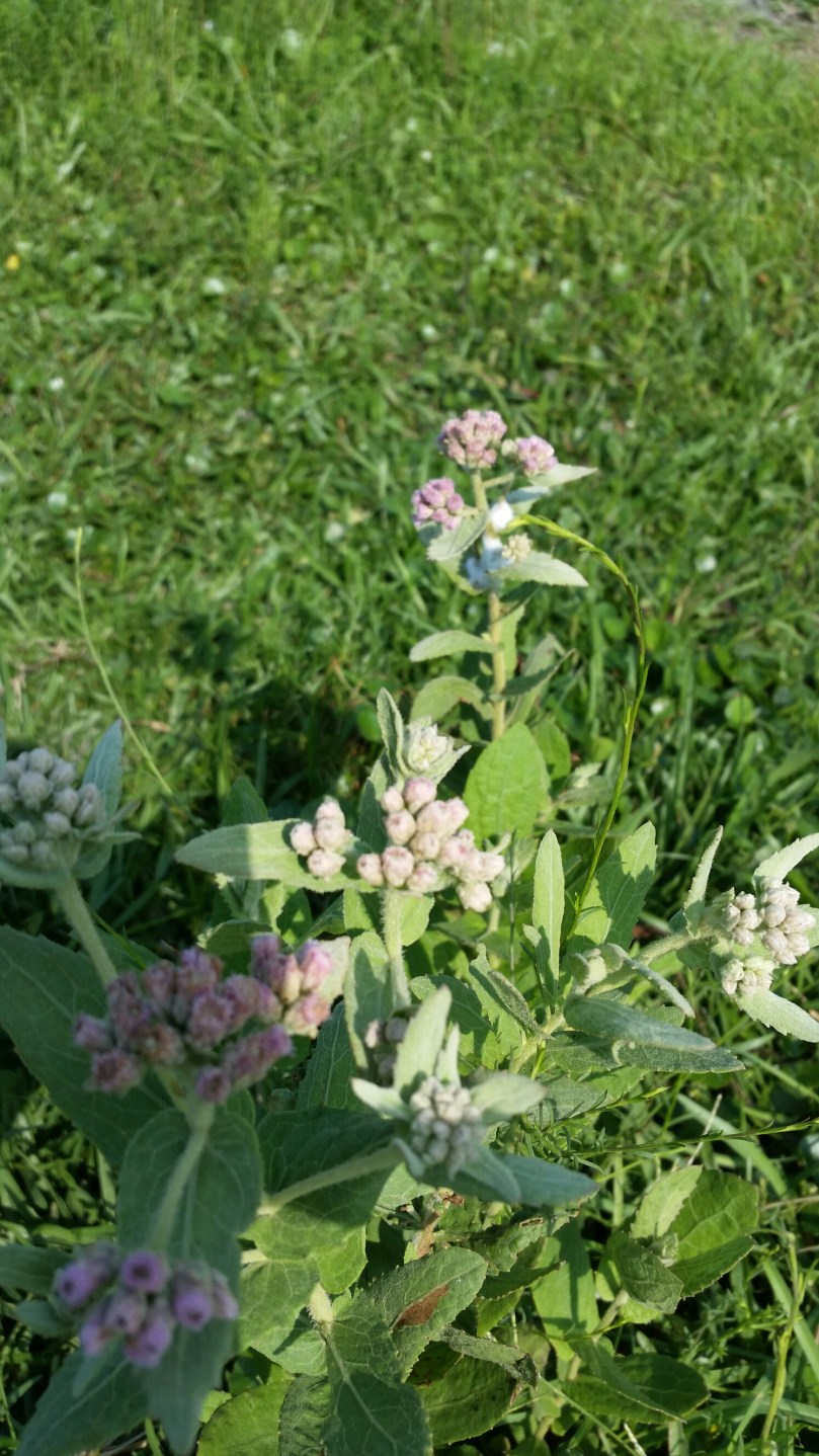 20160613_165453.jpg image