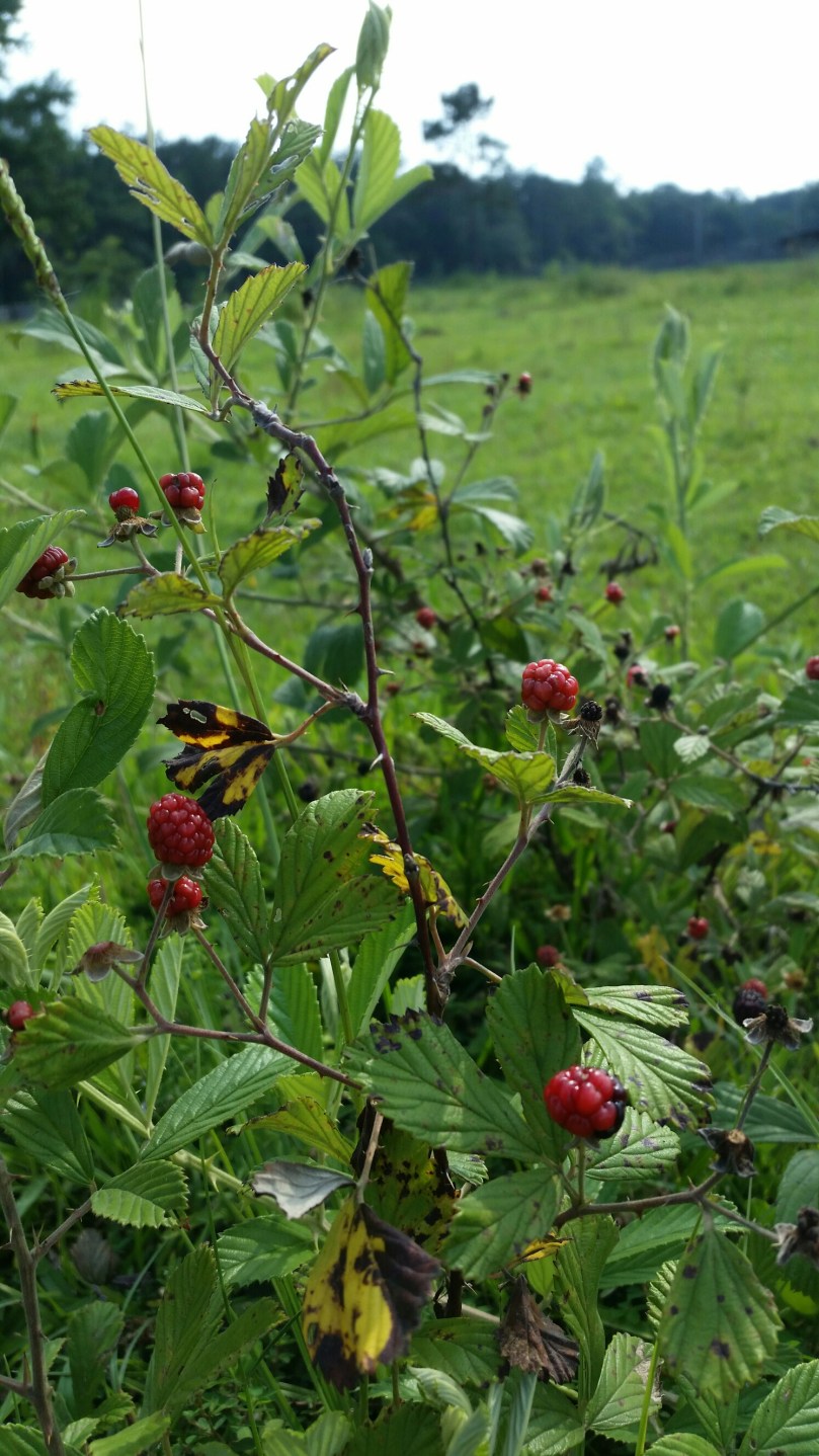 20160613_165529.jpg image