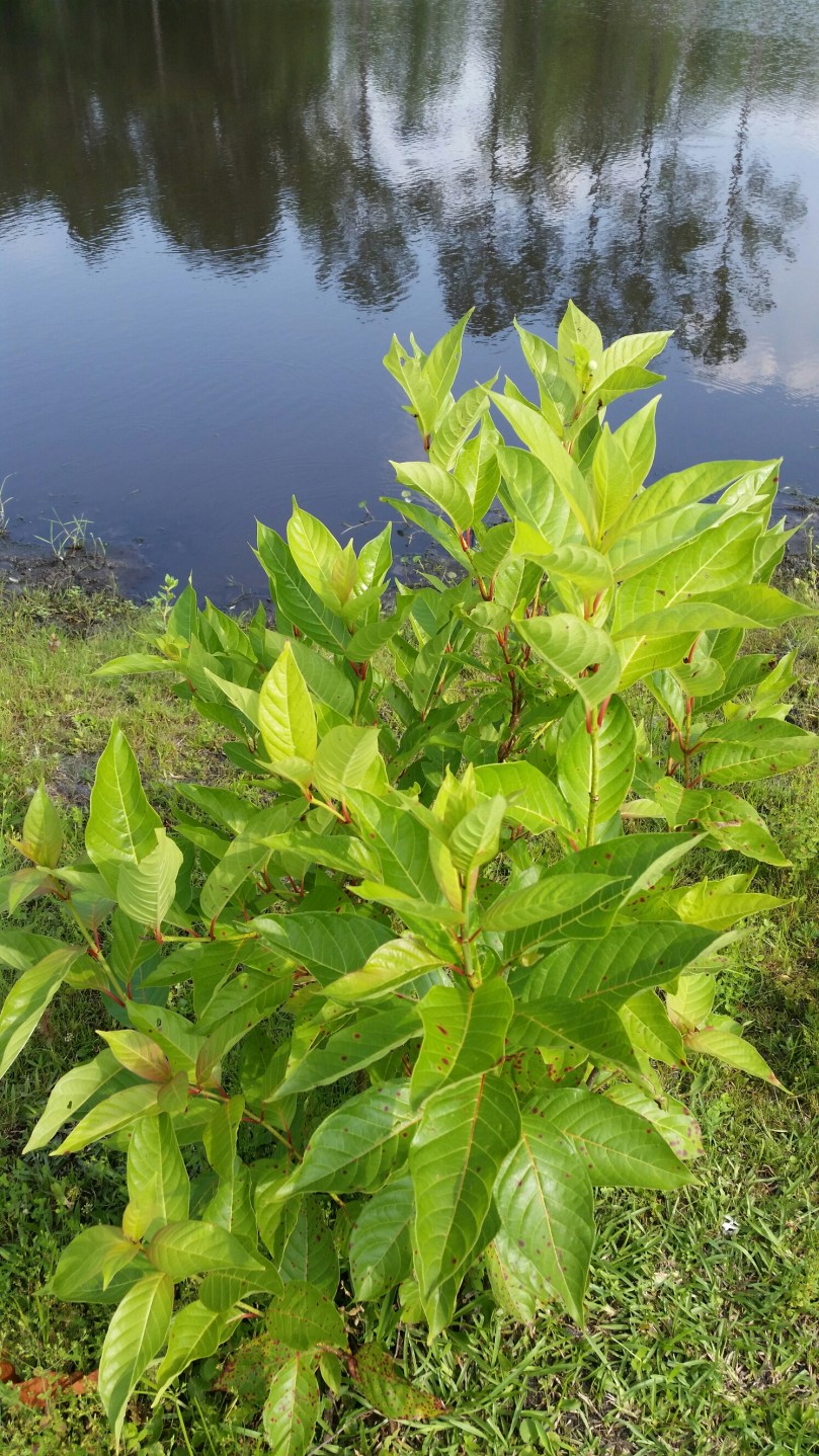 20160613_165736.jpg image