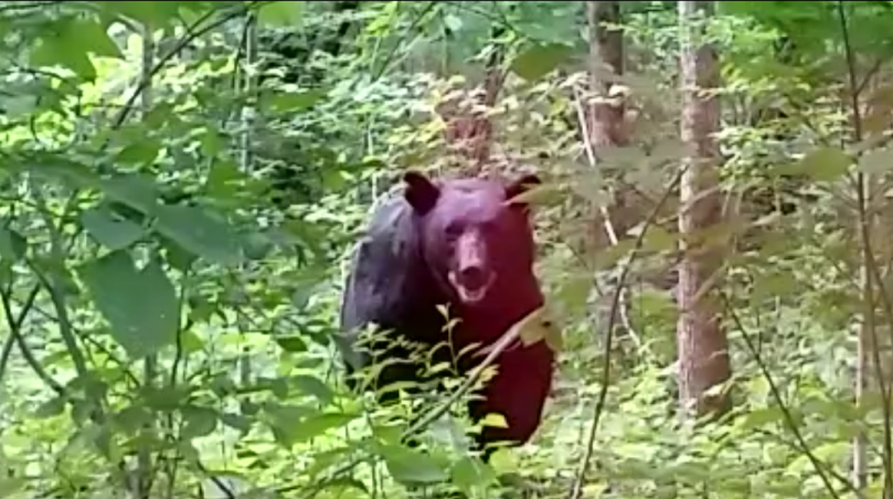 Screenshot_2017-07-08-13-25-59-1