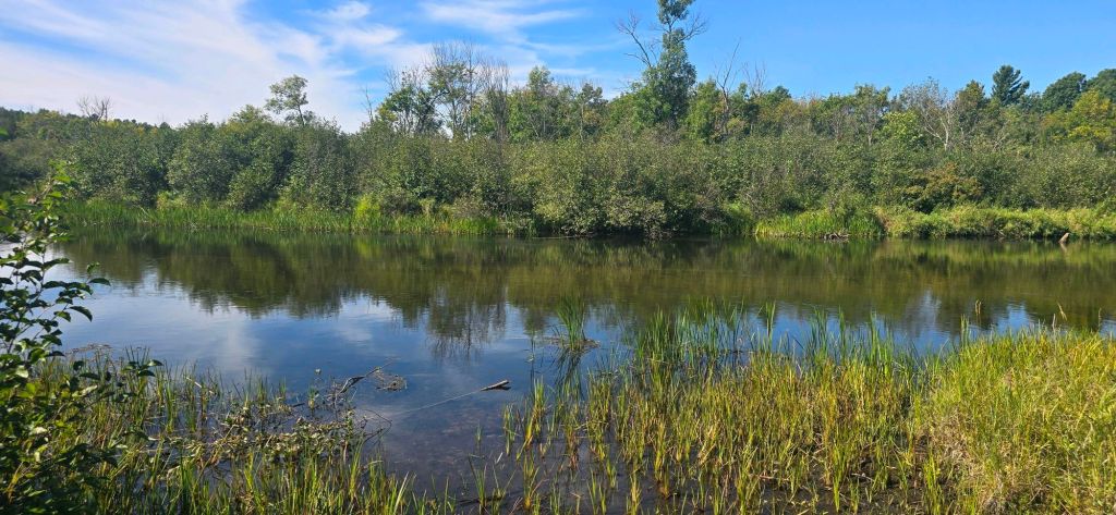 A serene view of a calm river surrounded by lush greenery with trees and grasses on the bank under a blue sky.
